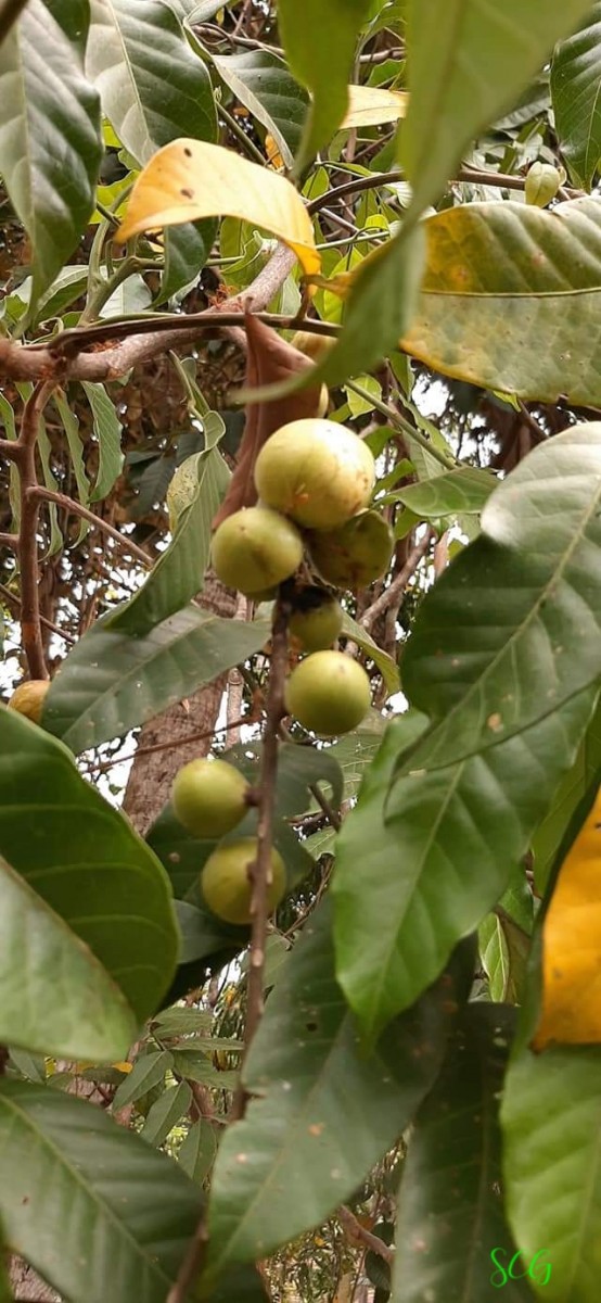 Aphanamixis polystachya (Wall.) R.Parker